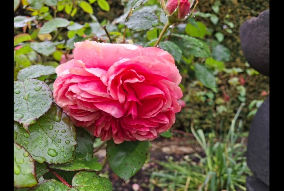 Samsung Galaxy A35 5g Camera Photo 2